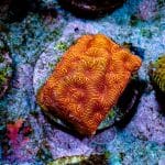 Orange Lepto - Image 10