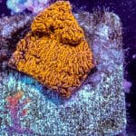 Orange Lepto - Image 2