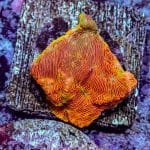 Orange Lepto - Image 3