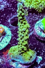 Orange Lepto - Image 4