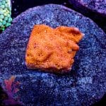 Orange Lepto - Image 6