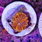 Orange Rhodactis Mushroom
