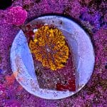 Orange Rhodactis Mushroom - Image 3