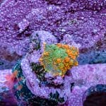 Orange Rhodactis Mushroom - Image 5