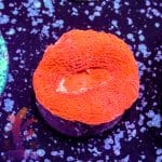 Orange Rhodactis Mushroom - Image 7