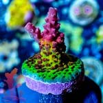 Pc Rainbow - Image 8