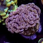 Peach Branching Hammer - Image 6