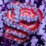 Peppermint Acan - Image 3