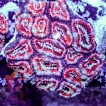 Peppermint Acan - Image 4