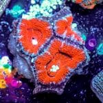 Peppermint Acan - Image 5