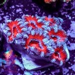 Peppermint Acan - Image 7