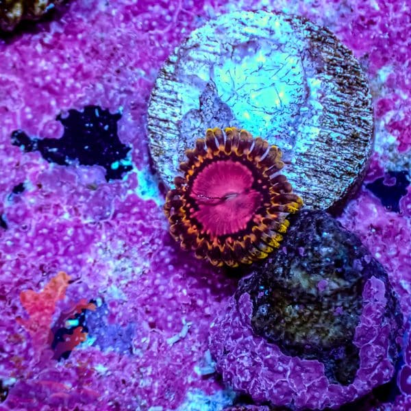 Pink Diamond - Image 5