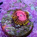 Pink Diamond - Image 6