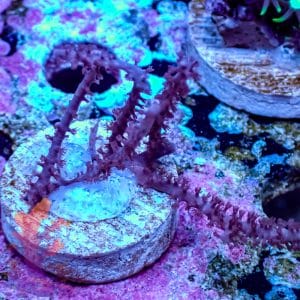 Pink Gorgonian