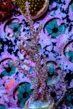 Pink Gorgonian - Image 2