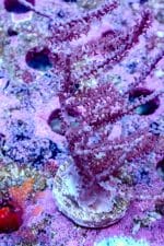 Pink Gorgonian - Image 3