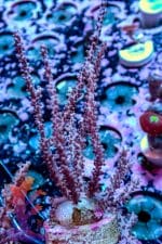 Pink Gorgonian - Image 4