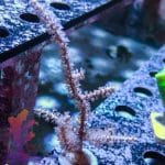 Pink Gorgonian - Image 5