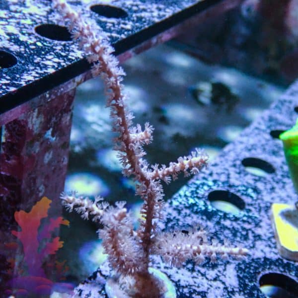 Pink Gorgonian - Image 5