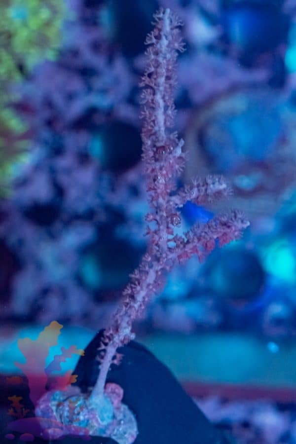 Pink Gorgonian - Image 6