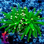 Pink Tipped Torch - Image 10