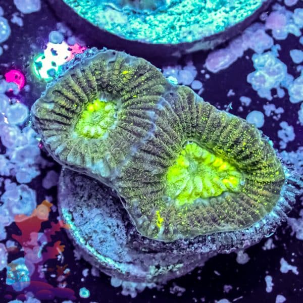 Pink Tipped Torch - Image 2