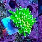 Pink Tipped Torch - Image 3