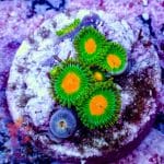 Pink Tipped Torch - Image 5