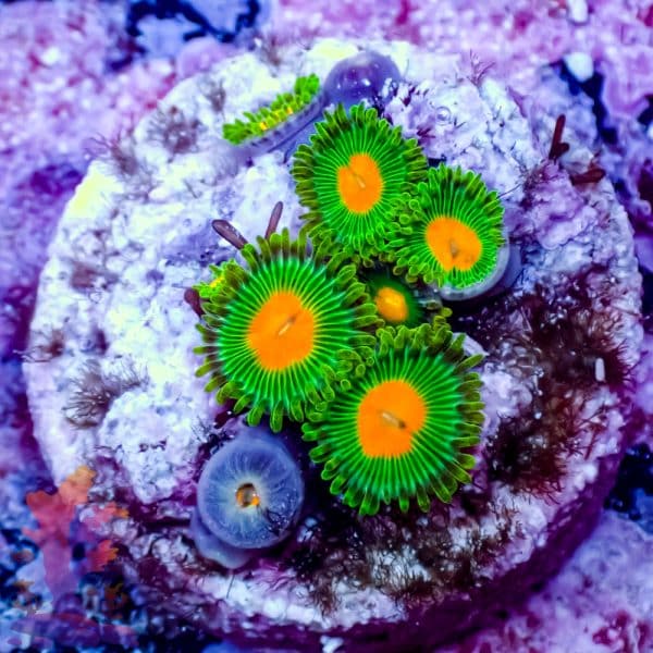 Pink Tipped Torch - Image 5