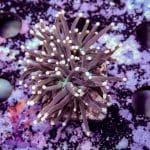 Pink Tipped Torch - Image 6