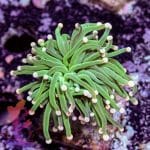 Pink Tipped Torch - Image 7