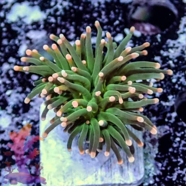 Pink Tipped Torch - Image 8