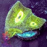 Prism Favia