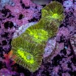 Prism Favia - Image 2
