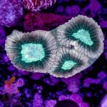 Prism Favia - Image 9