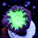 Purple And Green Blastomussa - Image 4