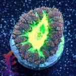 Purple And Green Blastomussa - Image 6