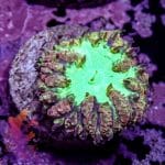 Purple And Green Blastomussa - Image 8