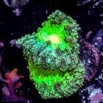 Purple And Green Blastomussa - Image 9