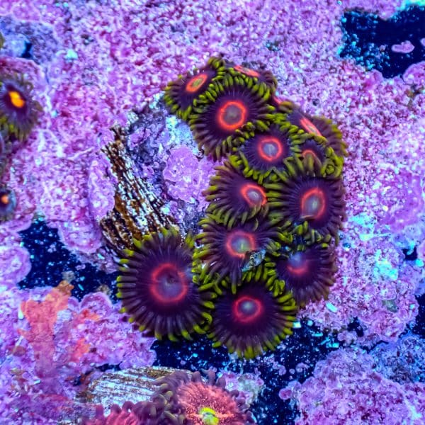 Purple Heart - Image 6