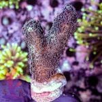 Purple Pocciliopora