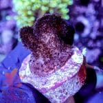 Purple Pocciliopora - Image 2