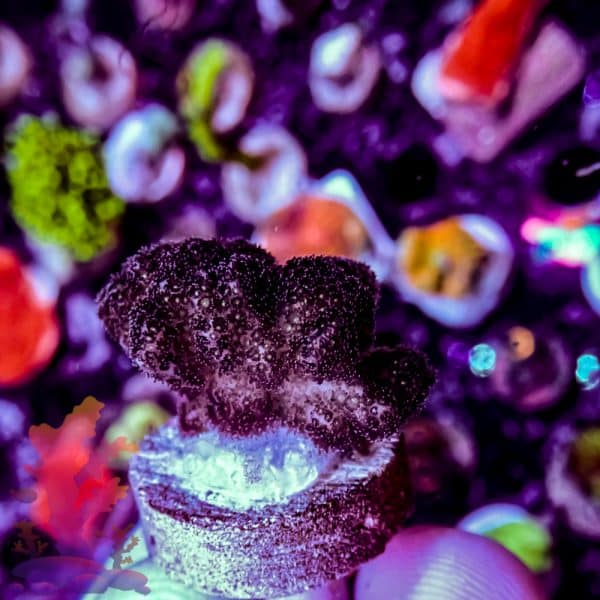 Purple Pocciliopora - Image 4