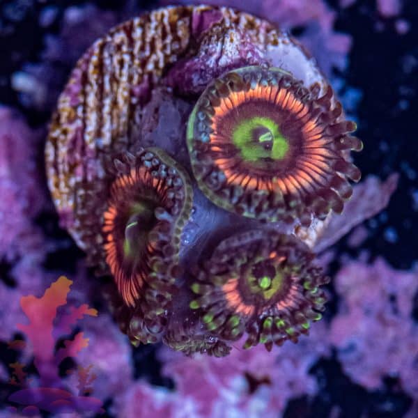 Radioactive Cat Eye - Image 2