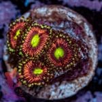 Radioactive Cat Eye - Image 3