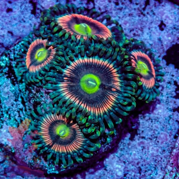 Radioactive Cat Eye - Image 4