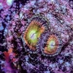 Radioactive Cat Eye - Image 5