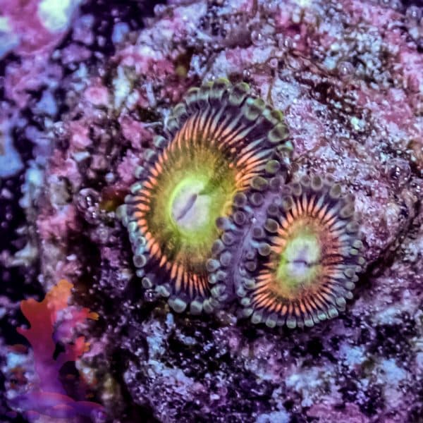 Radioactive Cat Eye - Image 5