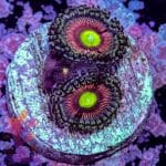 Radioactive Cat Eye - Image 7