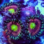 Radioactive Cat Eye - Image 8